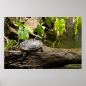 Schildpad Zittend op een Log Poster (Voorkant)