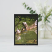 Schildpadden - Briefkaart (Staand voorkant)