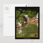 Schildpadden - Briefkaart (Voorkant / Achterkant)