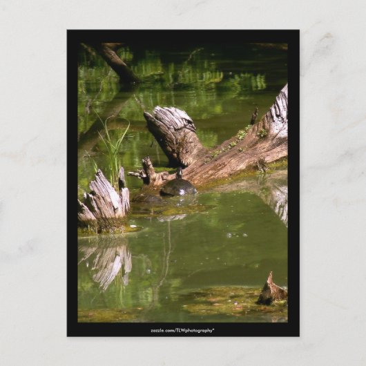 Schildpadden - Briefkaart (Voorkant)