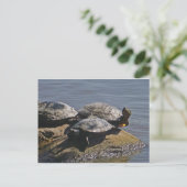 schildpadden briefkaart (Staand voorkant)