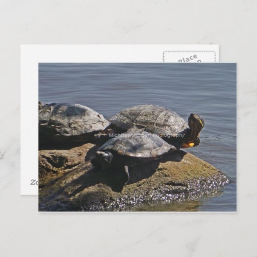 schildpadden briefkaart (Voorkant / Achterkant)