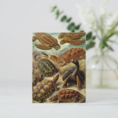 schildpadden en schildpadden briefkaart (Staand voorkant)