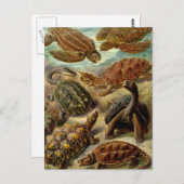 schildpadden en schildpadden briefkaart (Voorkant / Achterkant)