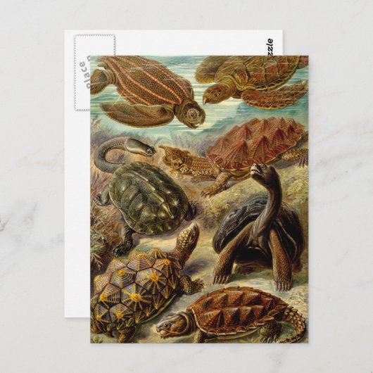 schildpadden en schildpadden briefkaart (Voorkant / Achterkant)