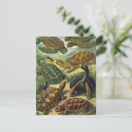  schildpadden en Zeeen schildpadden door Ernst Hae Briefkaart (Staand voorkant)