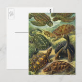 schildpadden en Zeeen schildpadden door Ernst Hae Briefkaart (Voorkant / Achterkant)