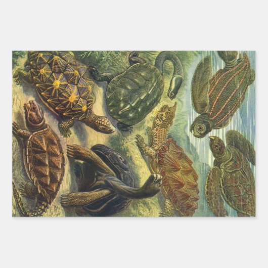 schildpadden en Zeeen schildpadden door Ernst Hae Inpakpapier Vel (Voorkant)