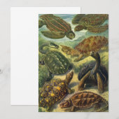 schildpadden en Zeeen schildpadden door Ernst Hae Kaart (Voorkant / Achterkant)