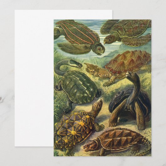 schildpadden en Zeeen schildpadden door Ernst Hae Kaart (Voorkant / Achterkant)