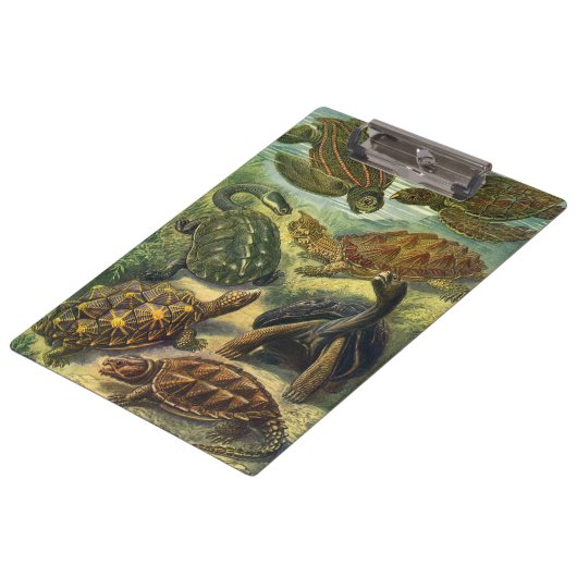  schildpadden en Zeeen schildpadden door Ernst Hae Klembord (Gekanteld)