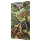  schildpadden en Zeeen schildpadden door Ernst Hae Klembord (Links)