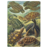  schildpadden en Zeeen schildpadden door Ernst Hae Klembord (Achterkant)