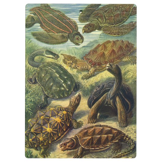 schildpadden en Zeeen schildpadden door Ernst Hae Klembord (Achterkant)