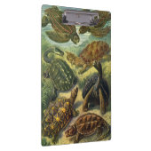 schildpadden en Zeeen schildpadden door Ernst Hae Klembord (Rechts)