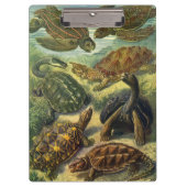  schildpadden en Zeeen schildpadden door Ernst Hae Klembord (Voorkant)