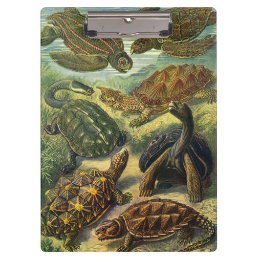 schildpadden en Zeeen schildpadden door Ernst Hae Klembord (Voorkant)