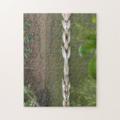 Schildpadden in een rij legpuzzel (Verticaal)