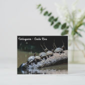 Schildpadden in het Nationaal Park Tortuguero - Co Briefkaart (Staand voorkant)