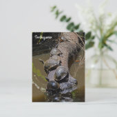 Schildpadden in het Nationaal Park Tortuguero - Co Briefkaart (Staand voorkant)