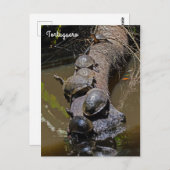 Schildpadden in het Nationaal Park Tortuguero - Co Briefkaart (Voorkant / Achterkant)