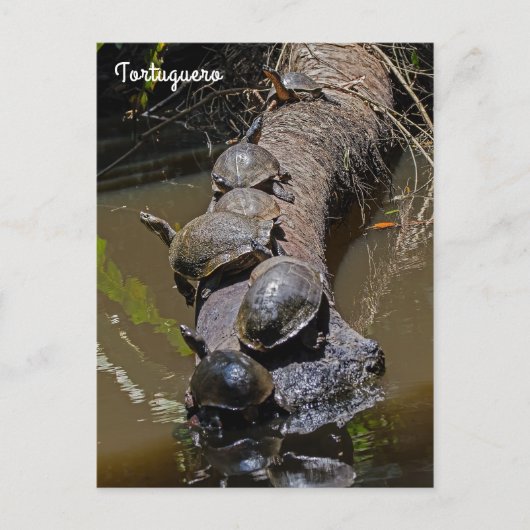 Schildpadden in het Nationaal Park Tortuguero - Co Briefkaart (Voorkant)