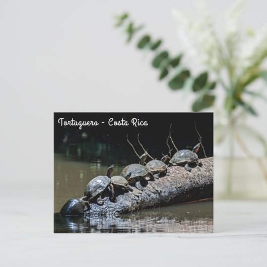 Schildpadden in het Tortuguero National Park - Cos Briefkaart (Staand voorkant)