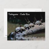 Schildpadden in het Tortuguero National Park - Cos Briefkaart (Voorkant / Achterkant)