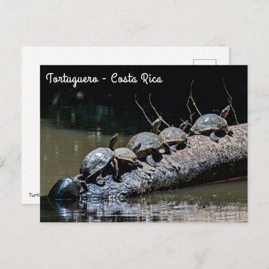 Schildpadden in het Tortuguero National Park - Cos Briefkaart (Voorkant / Achterkant)