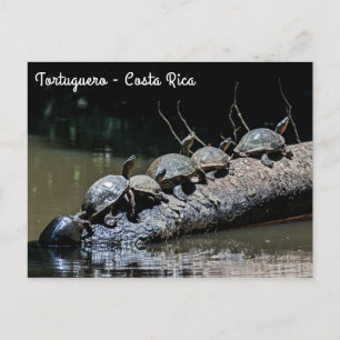 Schildpadden in het Tortuguero National Park - Cos Briefkaart