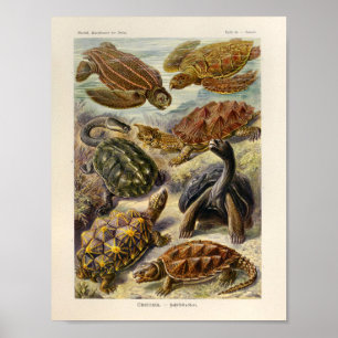 schildpadden Kleur Ernst Haeckel Art Afdrukken Poster