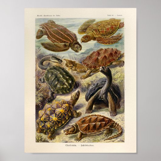  schildpadden Kleur Ernst Haeckel Art Afdrukken Poster (Voorkant)