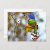 Schildpadden, mooie kleurrijke vogel briefkaart (Voorkant / Achterkant)