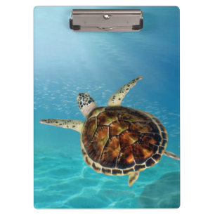 Schildpadden onderwater zwemmen klembord