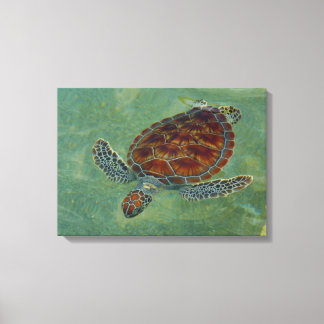 Schildpadden op Canvas Afdruk