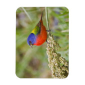 Schildpadden (Passerian ciris), mannelijk vervoede Magneet (Verticaal)