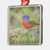 Schildpadden (Passerian ciris), mannelijk vervoede Metalen Ornament (Links)