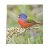 Schildpadden (Passerian ciris), mannelijk vervoede Notitieblok (Voorkant)