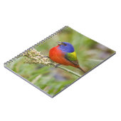 Schildpadden (Passerian ciris), mannelijk vervoede Notitieboek (Linkerzijde)