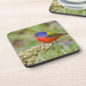 Schildpadden (Passerian ciris), mannelijk vervoede Onderzetter (Linkerzijde)