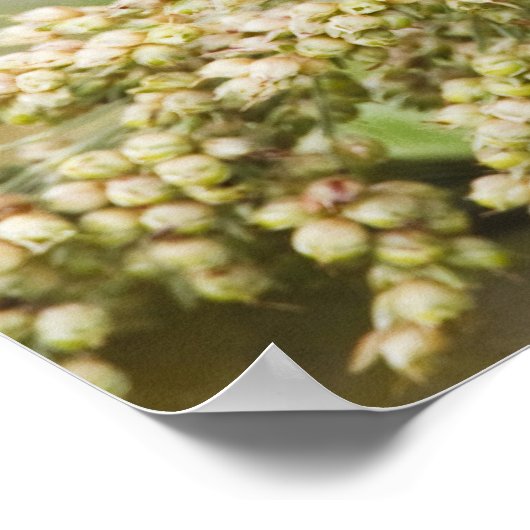 Schildpadden (Passerian ciris), mannelijk vervoede Poster (Hoek)