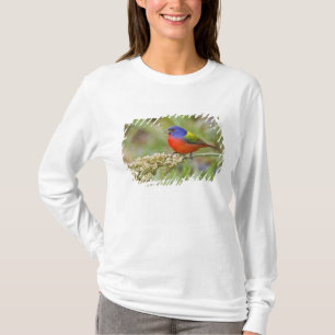 Schildpadden (Passerian ciris), mannelijk vervoede T-shirt