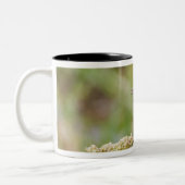 Schildpadden (Passerian ciris), mannelijk vervoede Tweekleurige Koffiemok (Links)