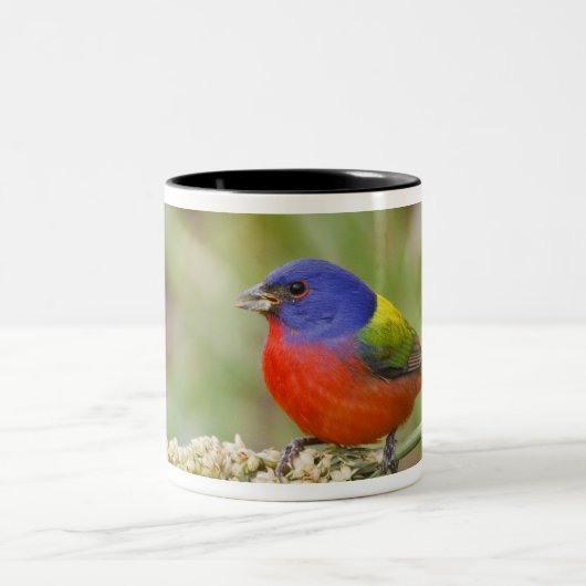 Schildpadden (Passerian ciris), mannelijk vervoede Tweekleurige Koffiemok (Center)