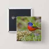 Schildpadden (Passerian ciris), mannelijk vervoede Vierkante Button 5,1 Cm (Voorkant /achterkant)