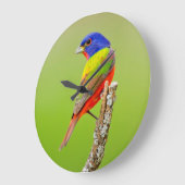 Schildpadden (Passerina ciris) Grote Klok (Hoek)