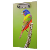 Schildpadden (Passerina ciris) Klembord (Links)