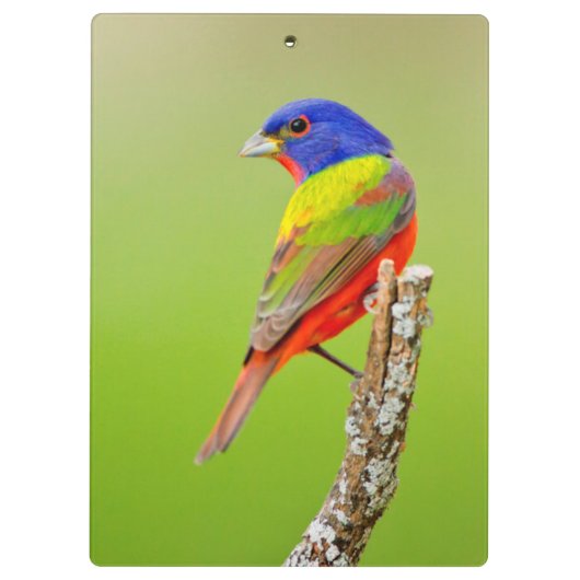 Schildpadden (Passerina ciris) Klembord (Achterkant)