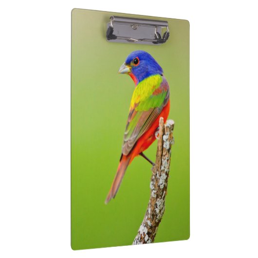 Schildpadden (Passerina ciris) Klembord (Rechts)