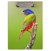 Schildpadden (Passerina ciris) Klembord (Voorkant)